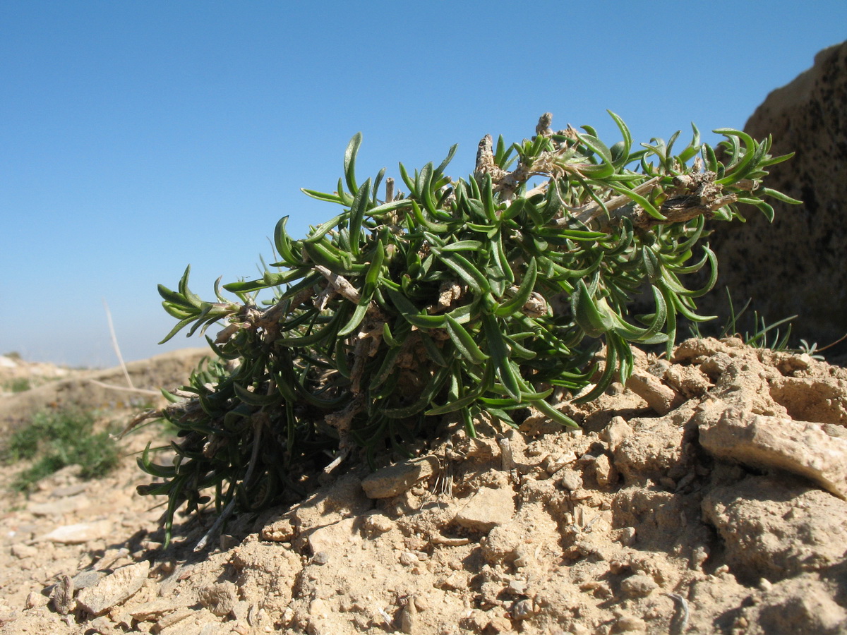Image of Silene guntensis specimen.
