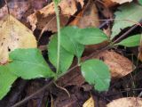 Veronica officinalis