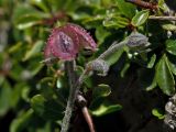 Paracaryum lithospermifolium ssp. cariense