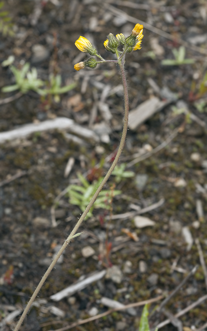 Image of Pilosella &times; floribunda specimen.