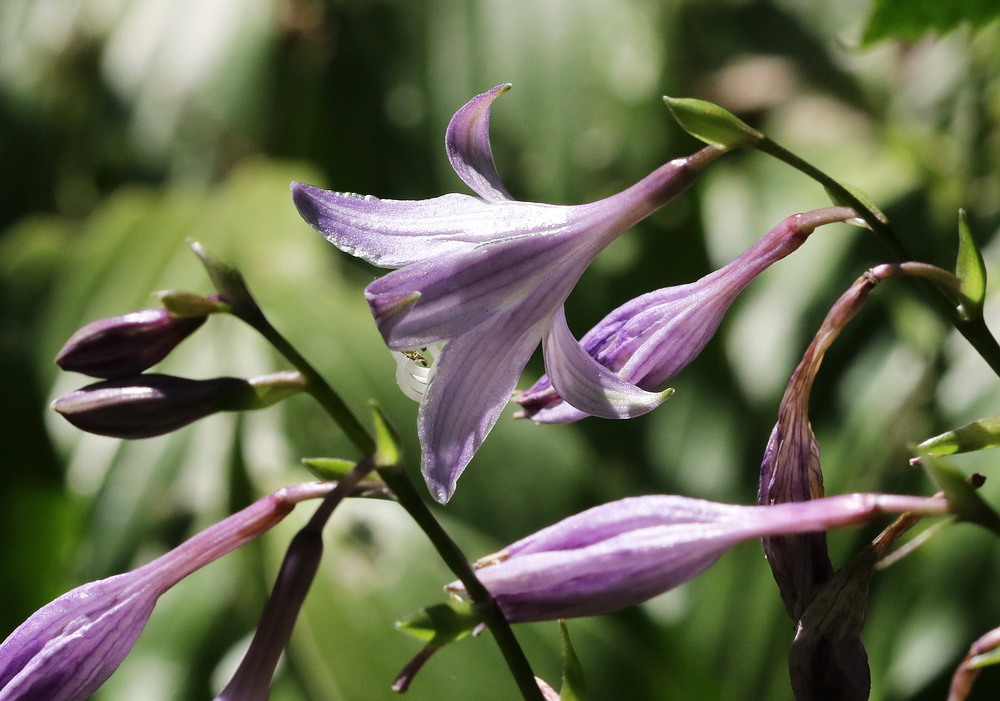 Image of Hosta albomarginata specimen.