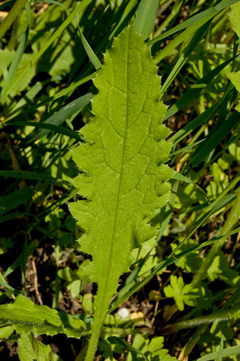 Image of Carduus crispus specimen.