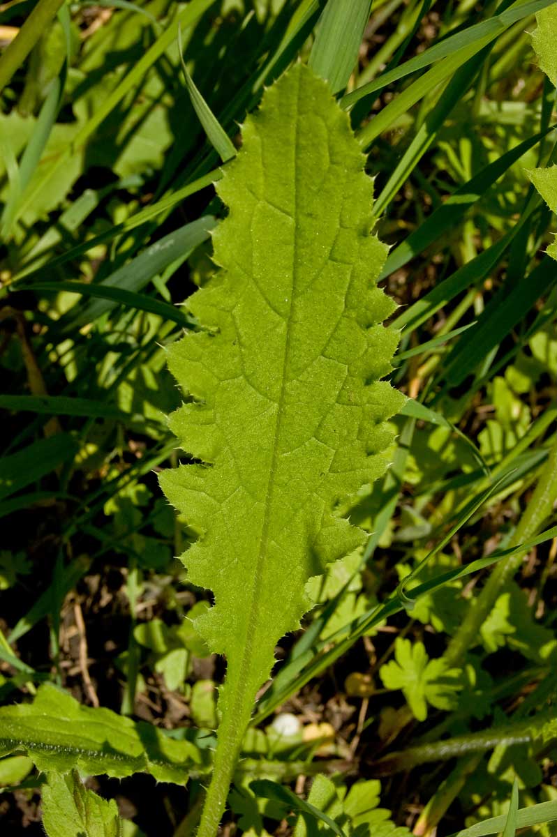 Изображение особи Carduus crispus.