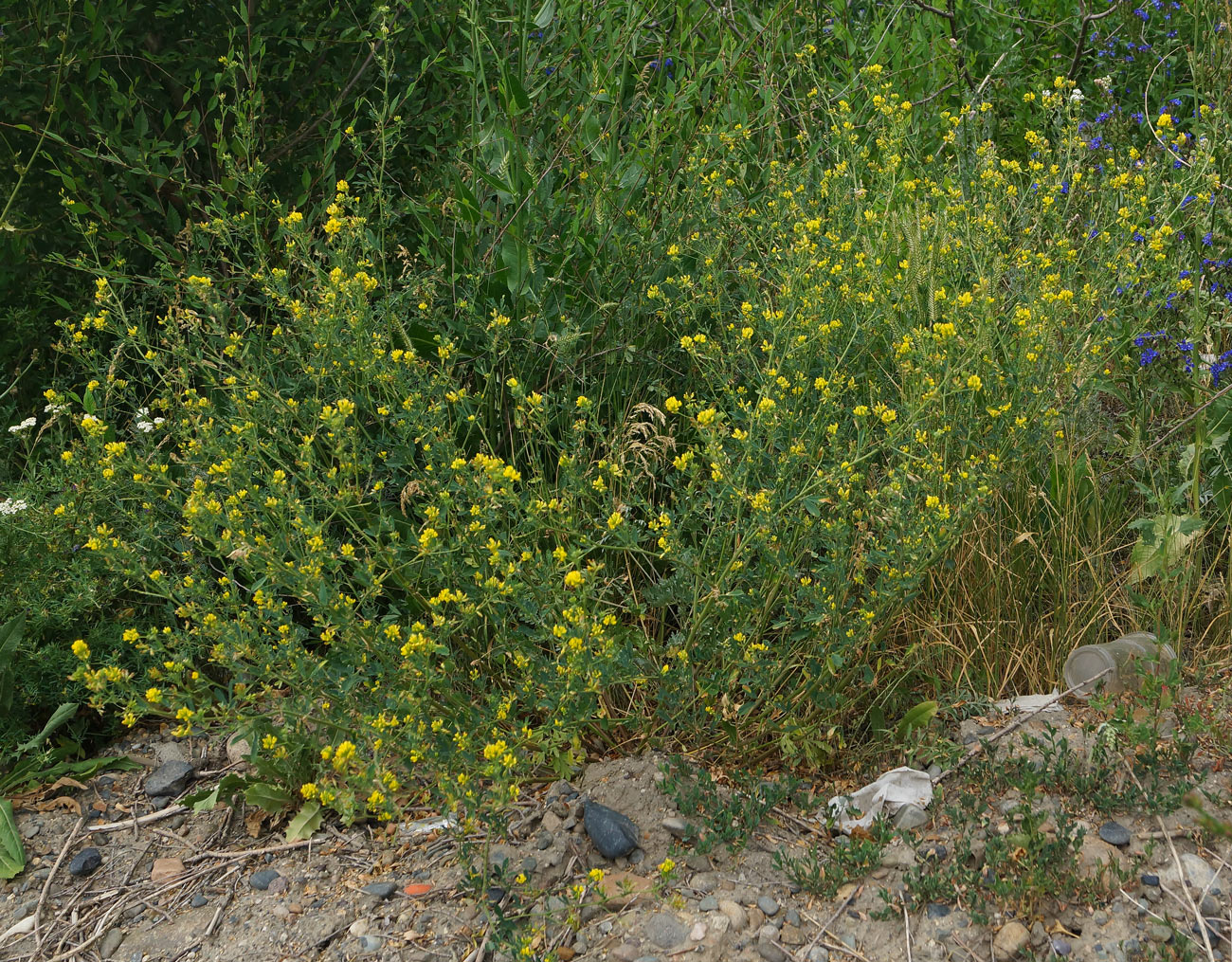 Изображение особи Medicago falcata.