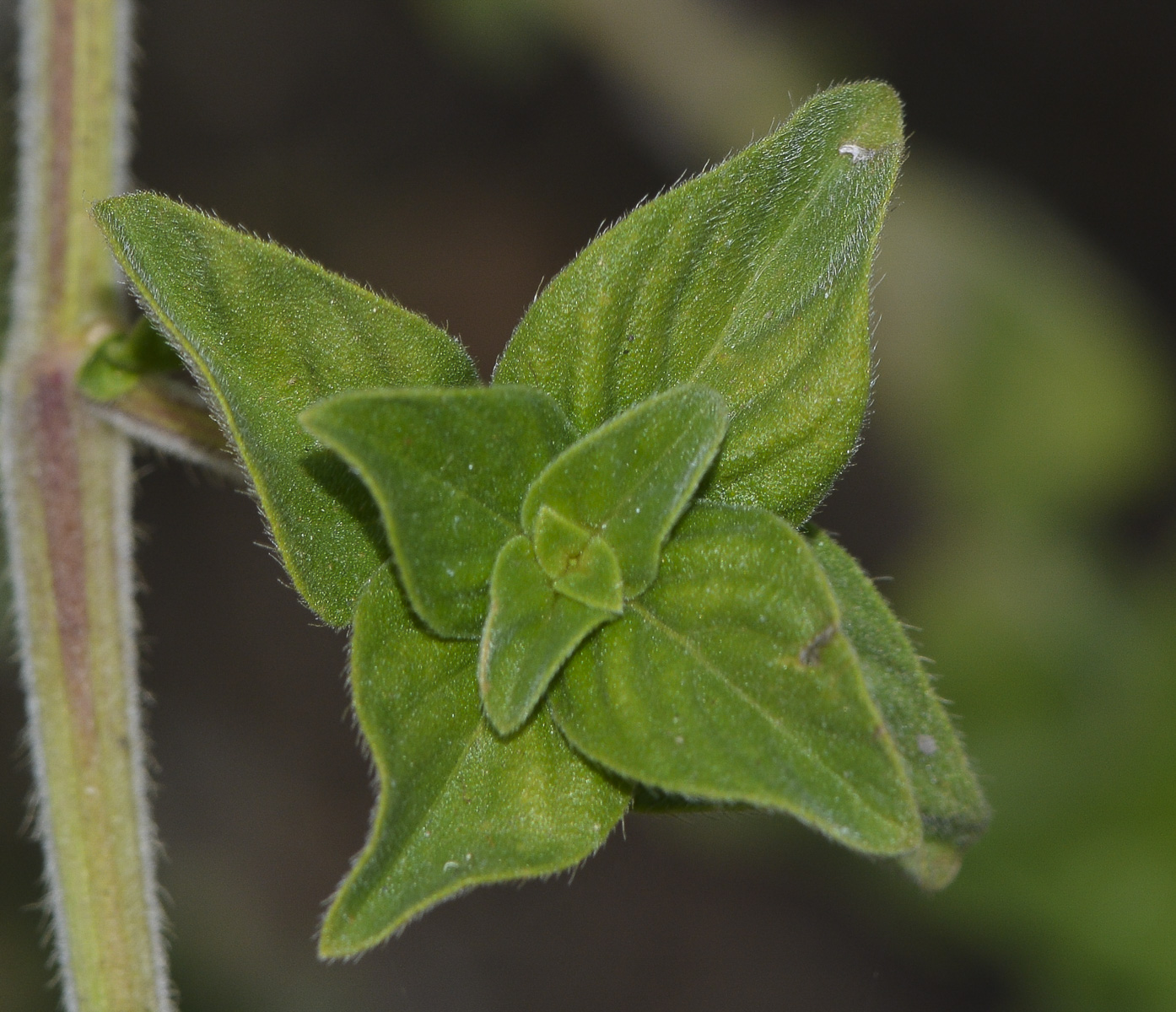 Изображение особи Barleria obtusa.