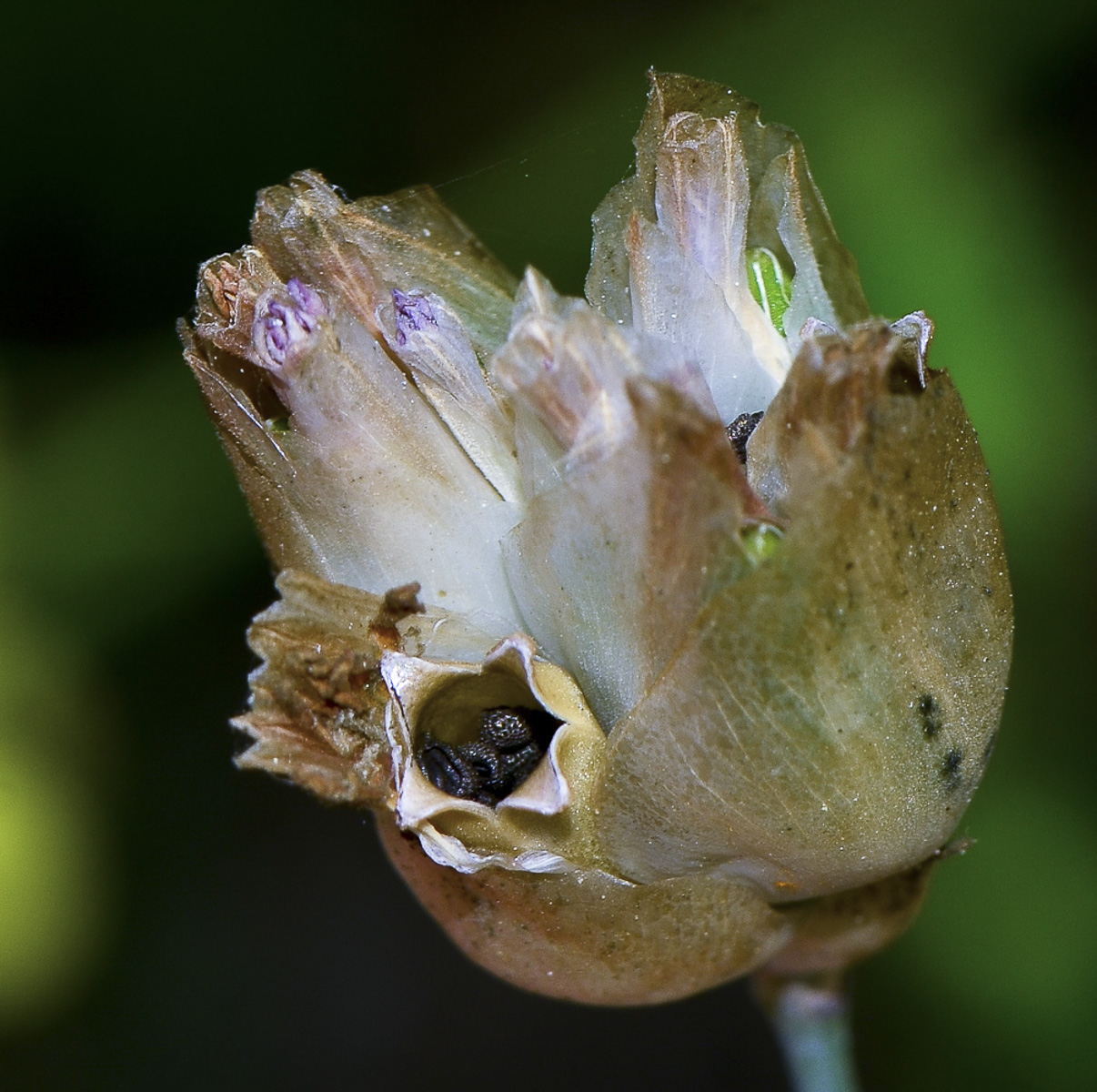 Image of Petrorhagia dubia specimen.