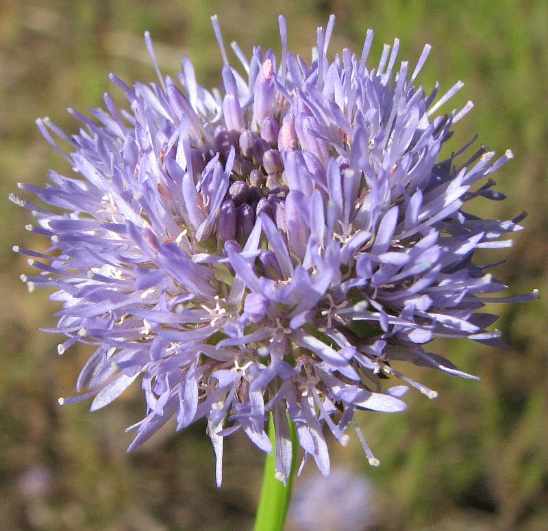 Image of Jasione montana specimen.