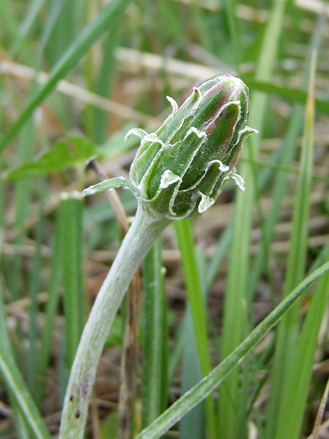 Image of Scorzonera radiata specimen.