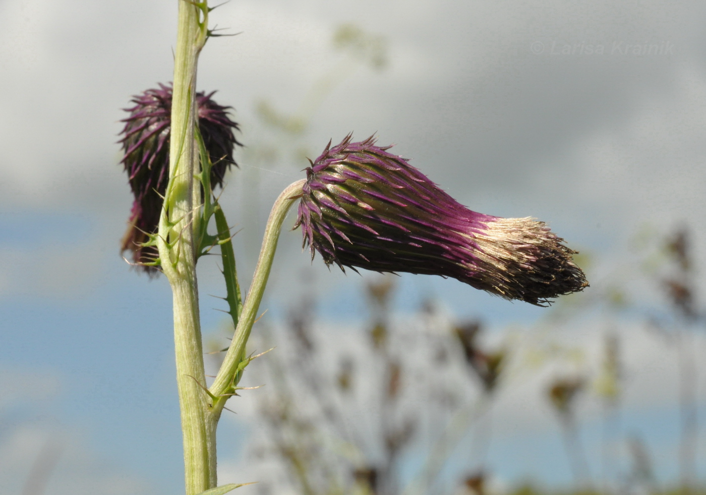 Изображение особи Cirsium pendulum.