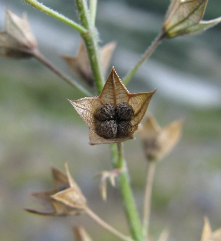 Изображение особи Teucrium orientale.