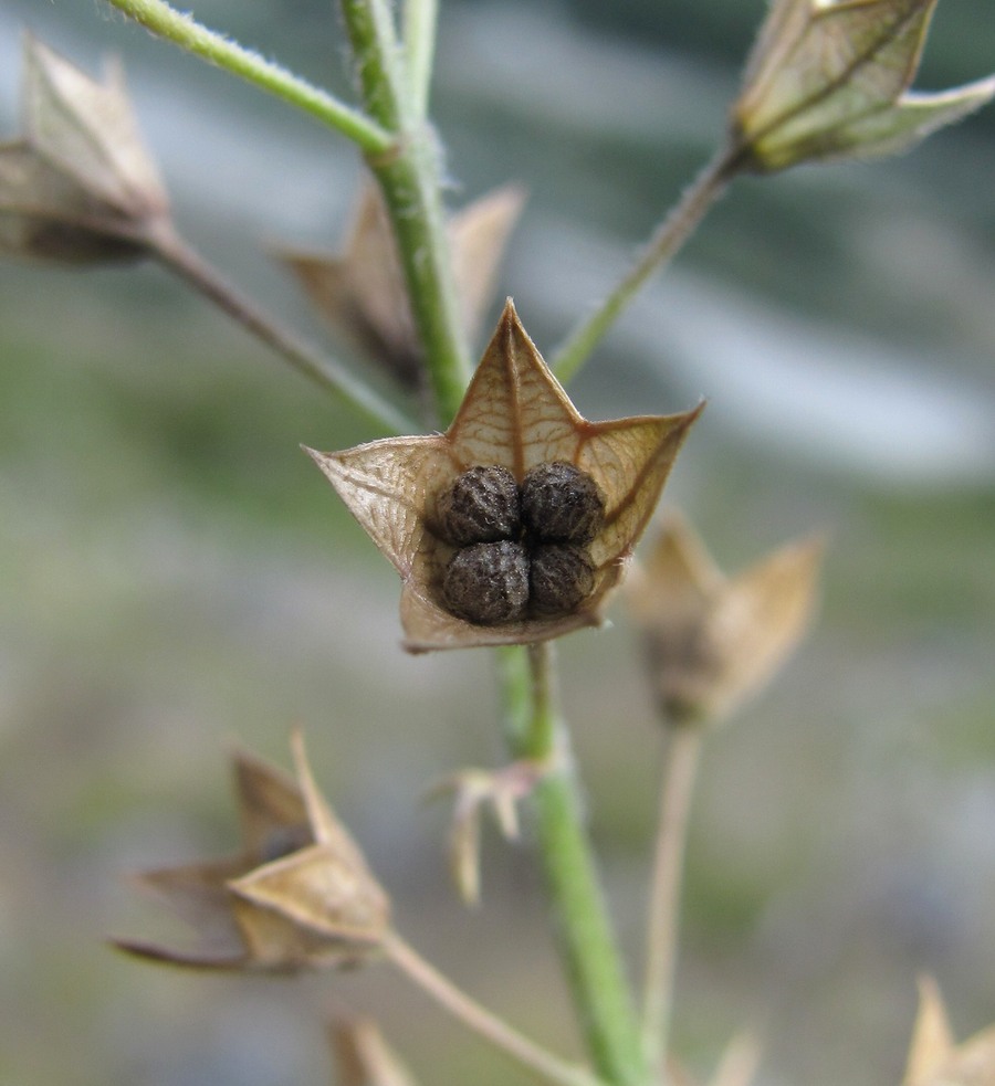 Image of Teucrium orientale specimen.