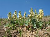 Corydalis ledebouriana Kar. et Kir. × Corydalis sewerzowii Regel