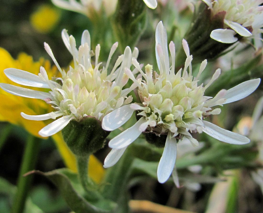 Image of Petasites frigidus specimen.