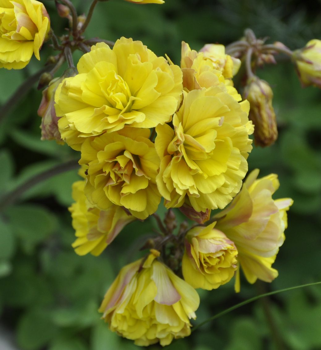 Image of Oxalis pes-caprae f. pleniflora specimen.