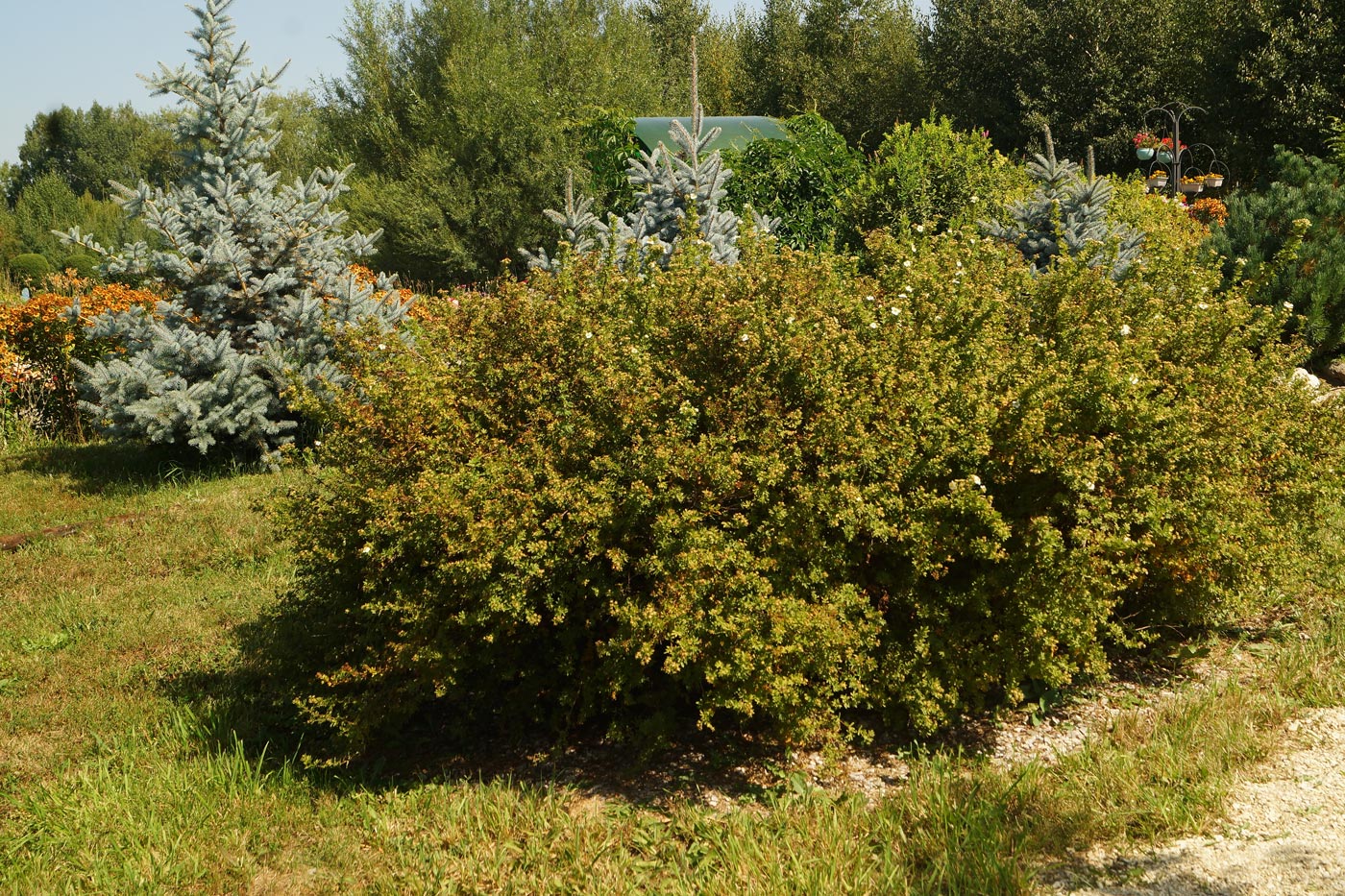 Image of Dasiphora fruticosa specimen.