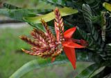 Aechmea chantinii