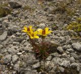 Saxifraga hirculus. Цветущее растение. Кабардино-Балкария, Зольский р-н, северный склон Эльбруса, ур. Седое Плечо, выс. ок. 3200 м н.у.м. 18.08.2009.