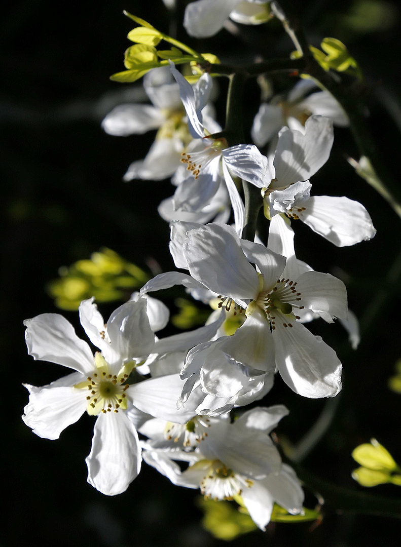 Изображение особи Poncirus trifoliata.