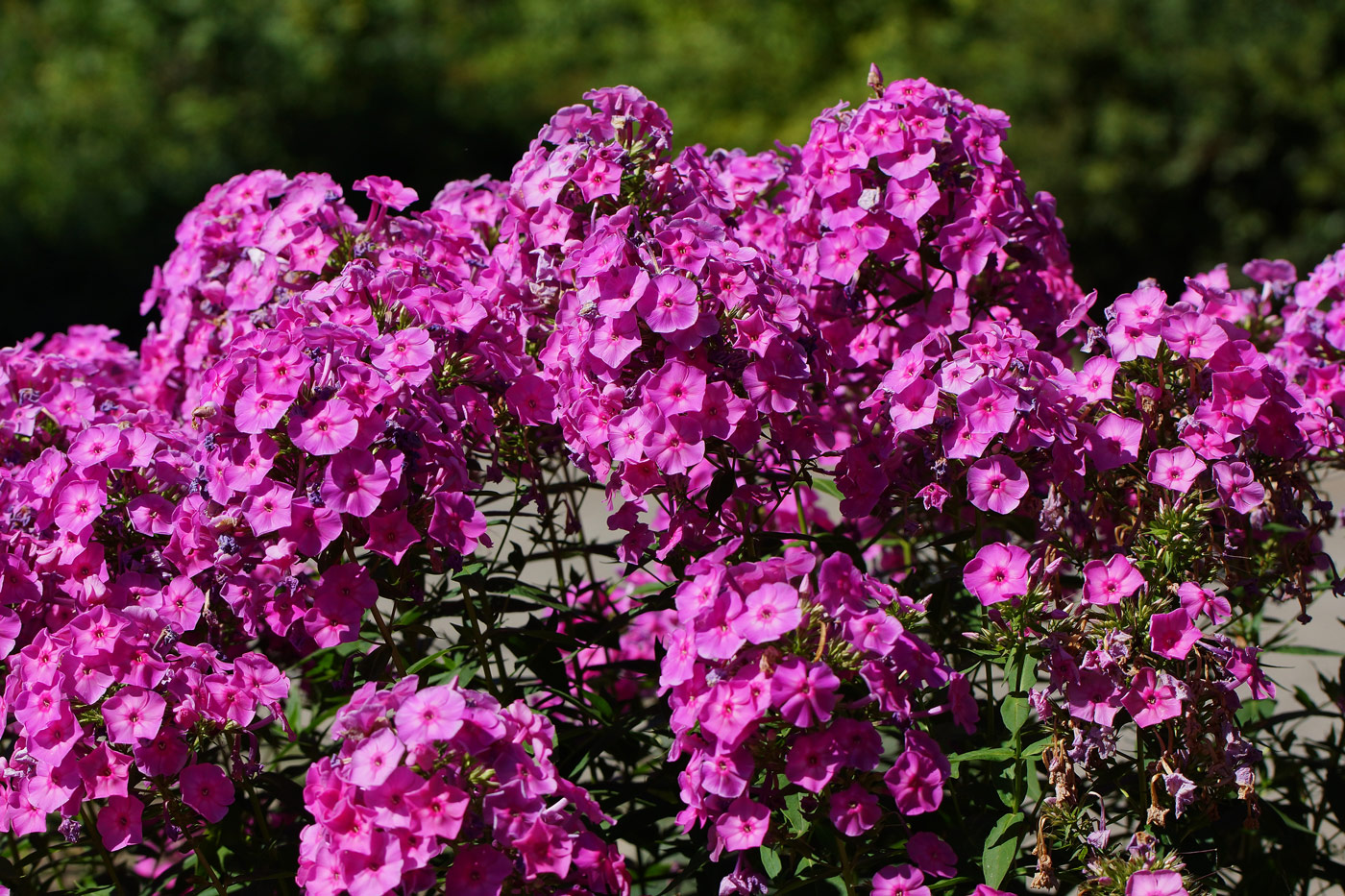 Изображение особи Phlox paniculata.