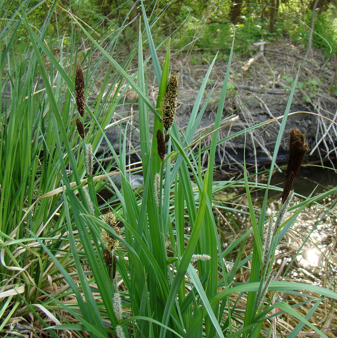 Изображение особи Carex riparia.