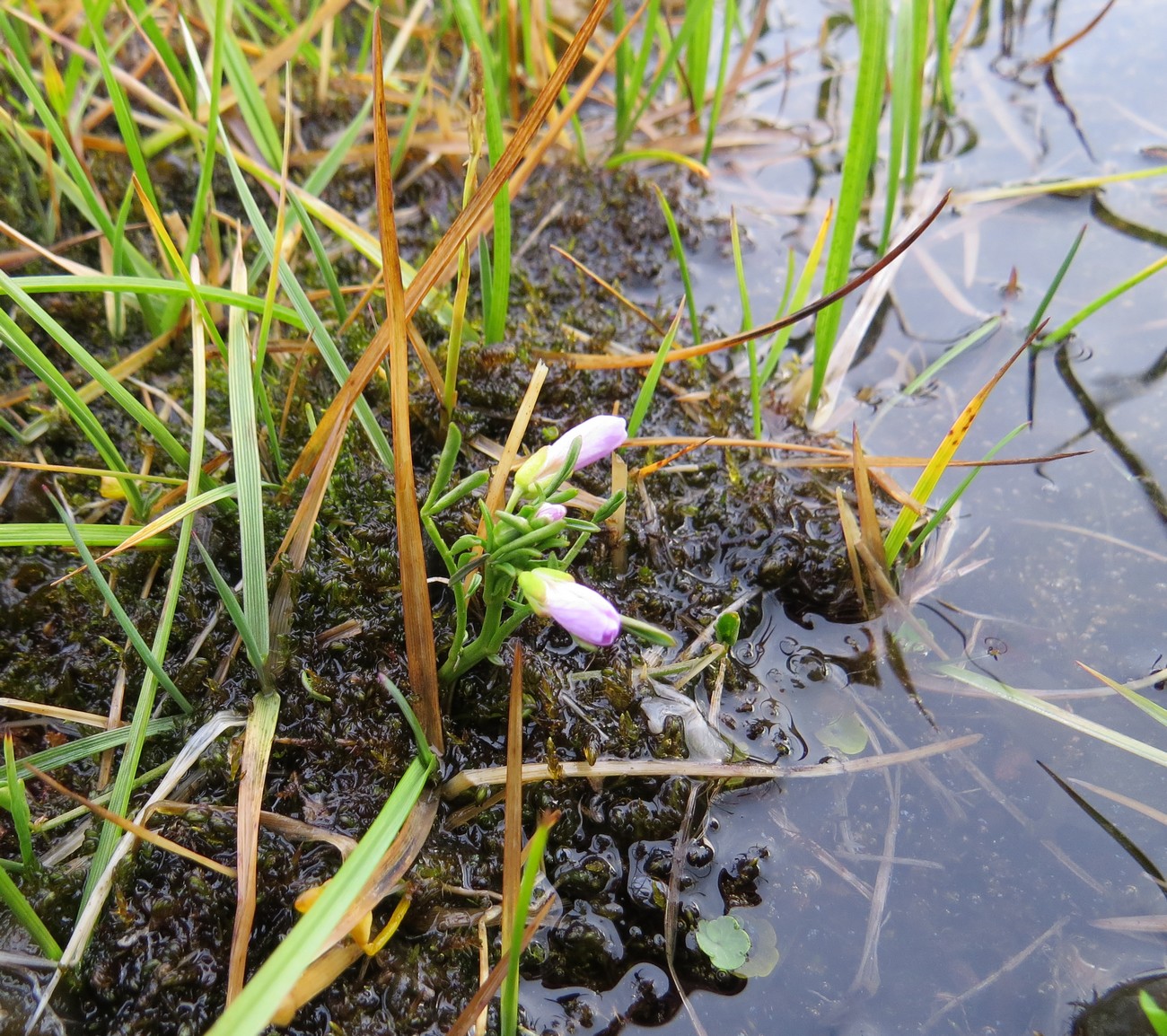 Изображение особи Cardamine pratensis ssp. angustifolia.