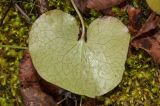 Asarum europaeum