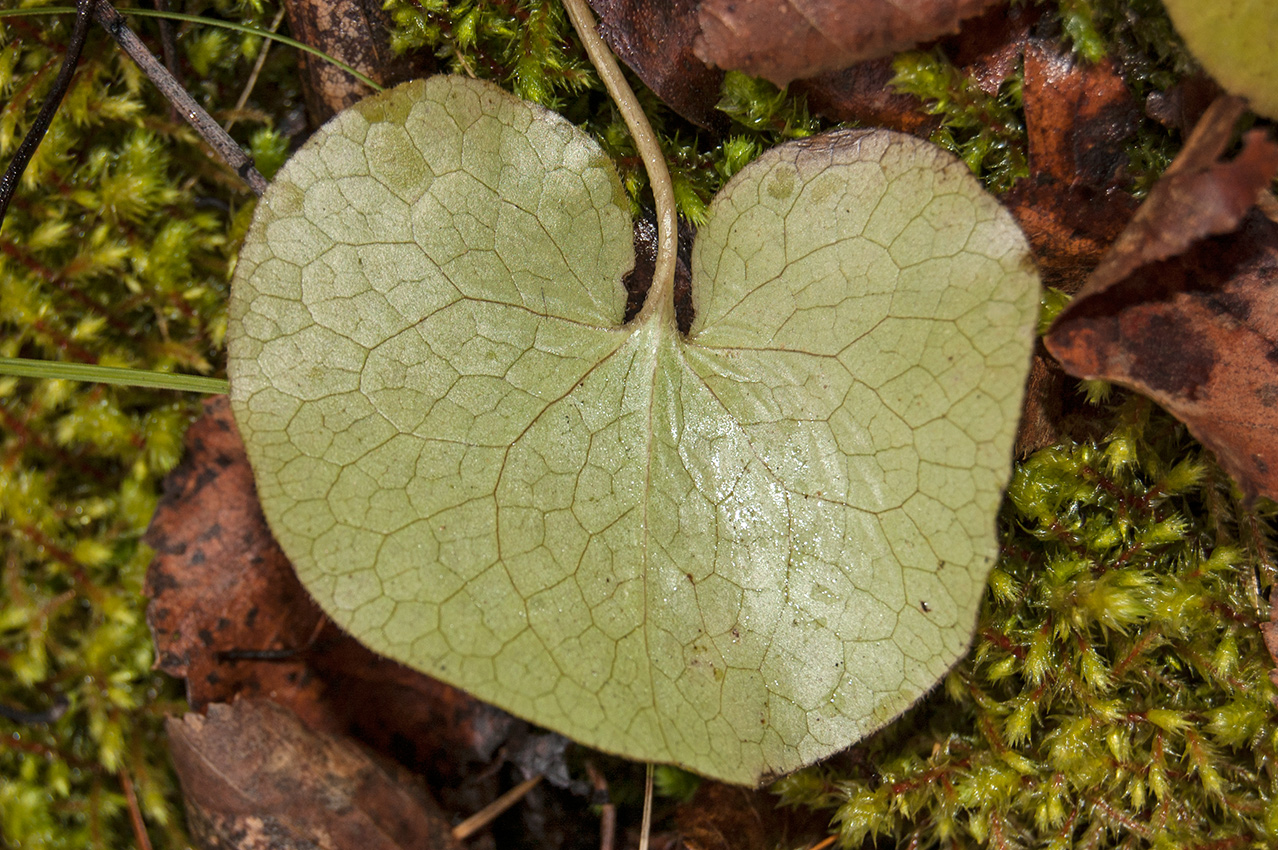 Image of Asarum europaeum specimen.
