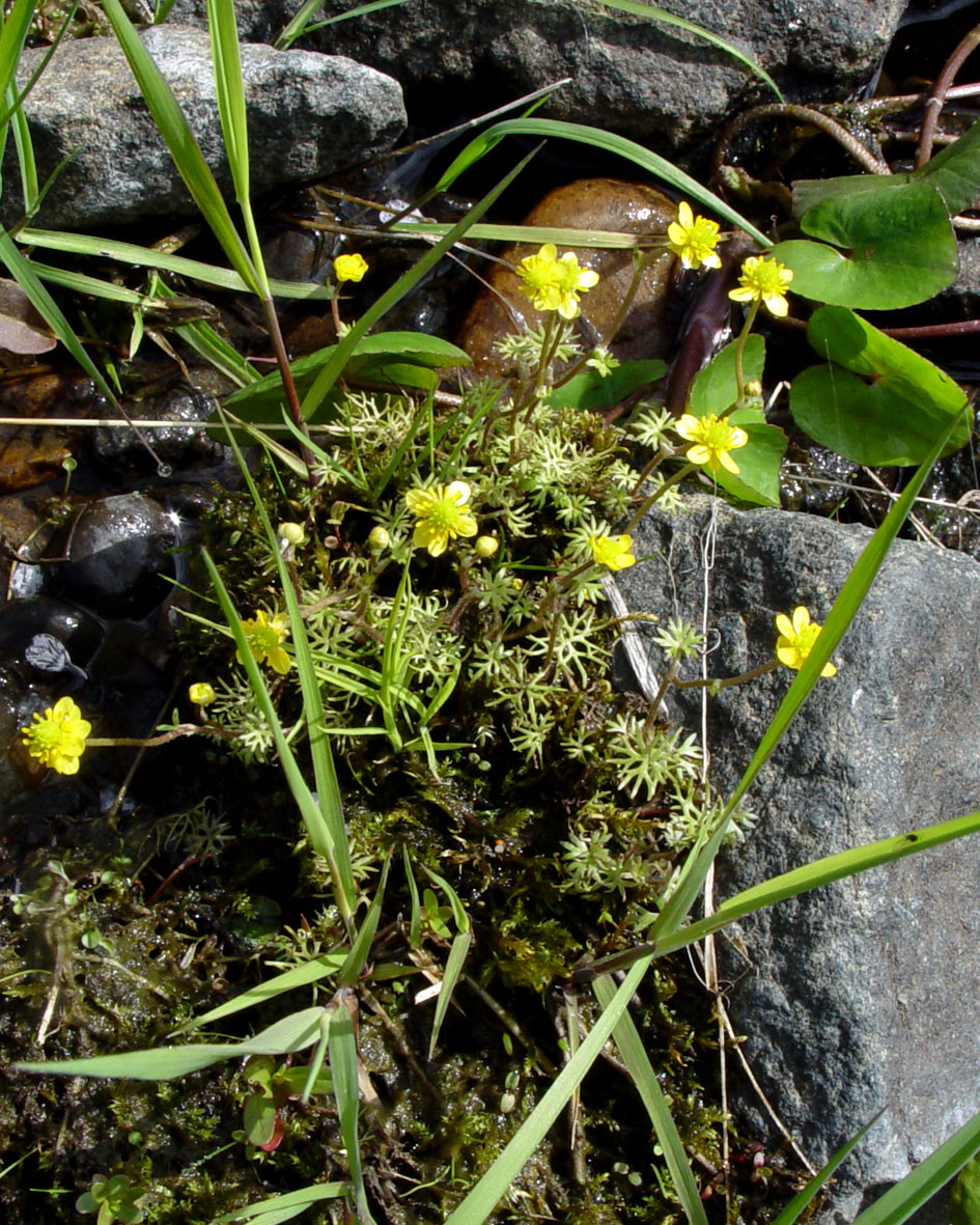 Image of Ranunculus gmelinii specimen.