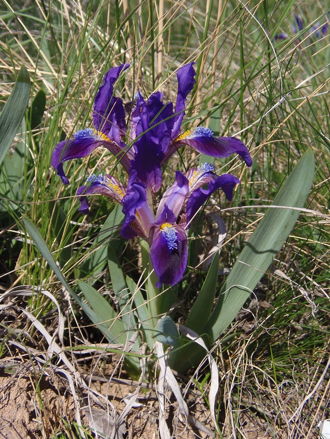 Изображение особи Iris pumila.