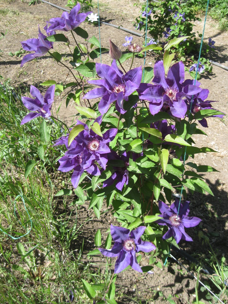 Image of Clematis &times; jackmanii specimen.