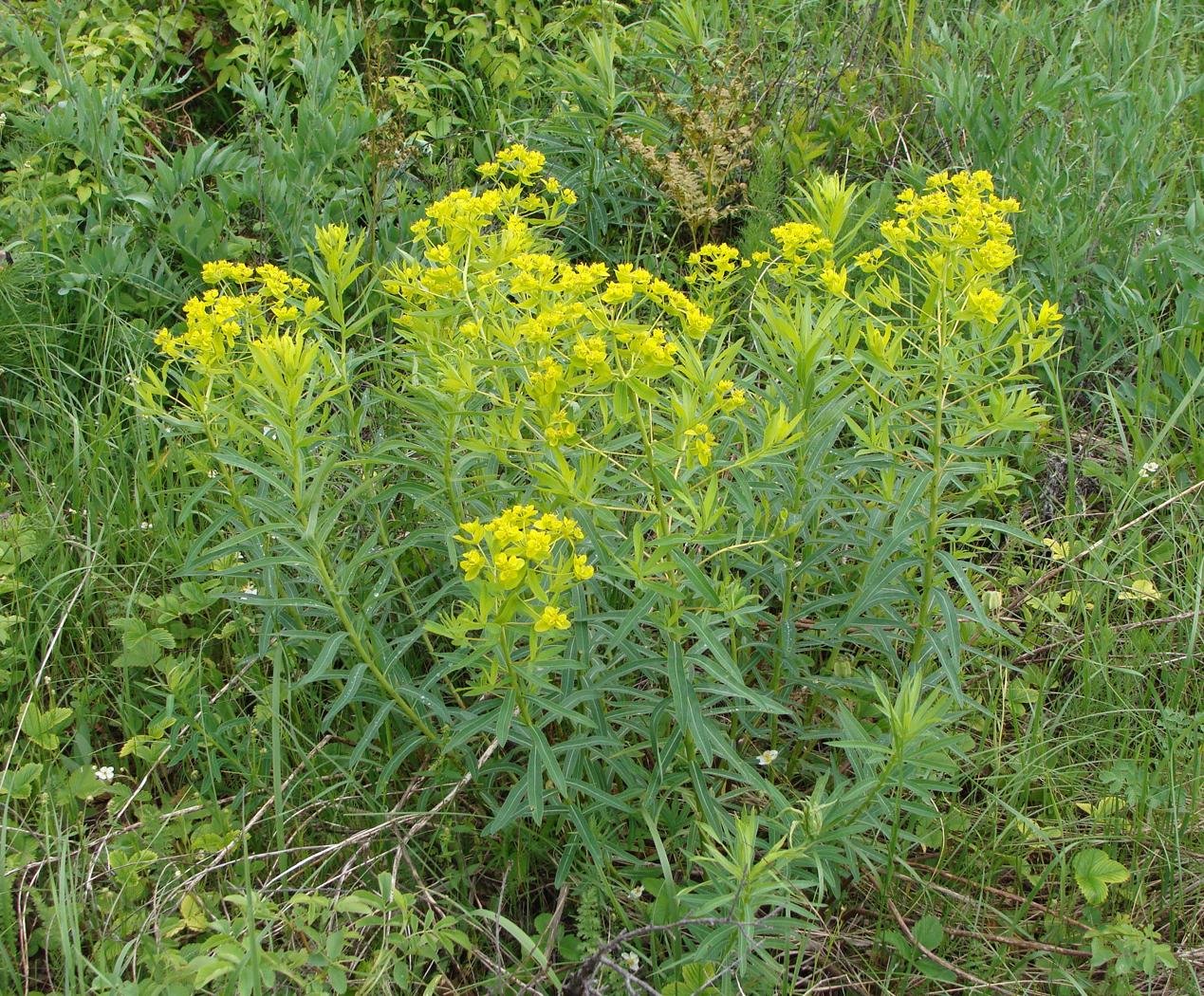 Изображение особи Euphorbia semivillosa.