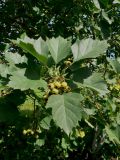 Crataegus submollis