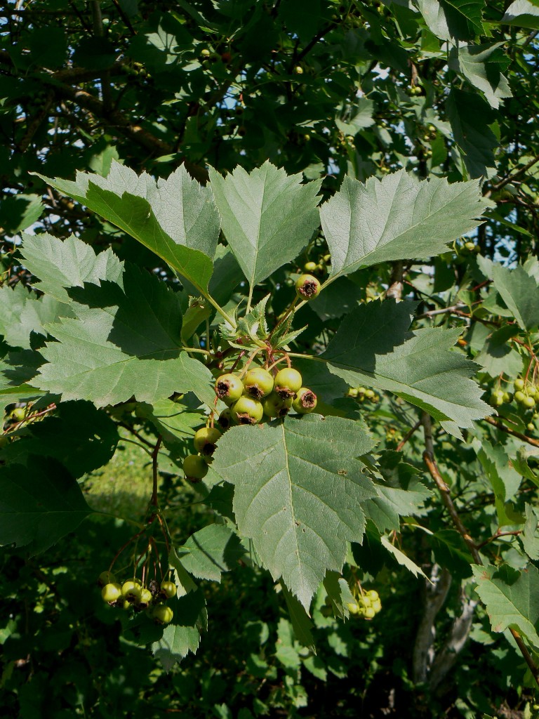 Image of Crataegus submollis specimen.