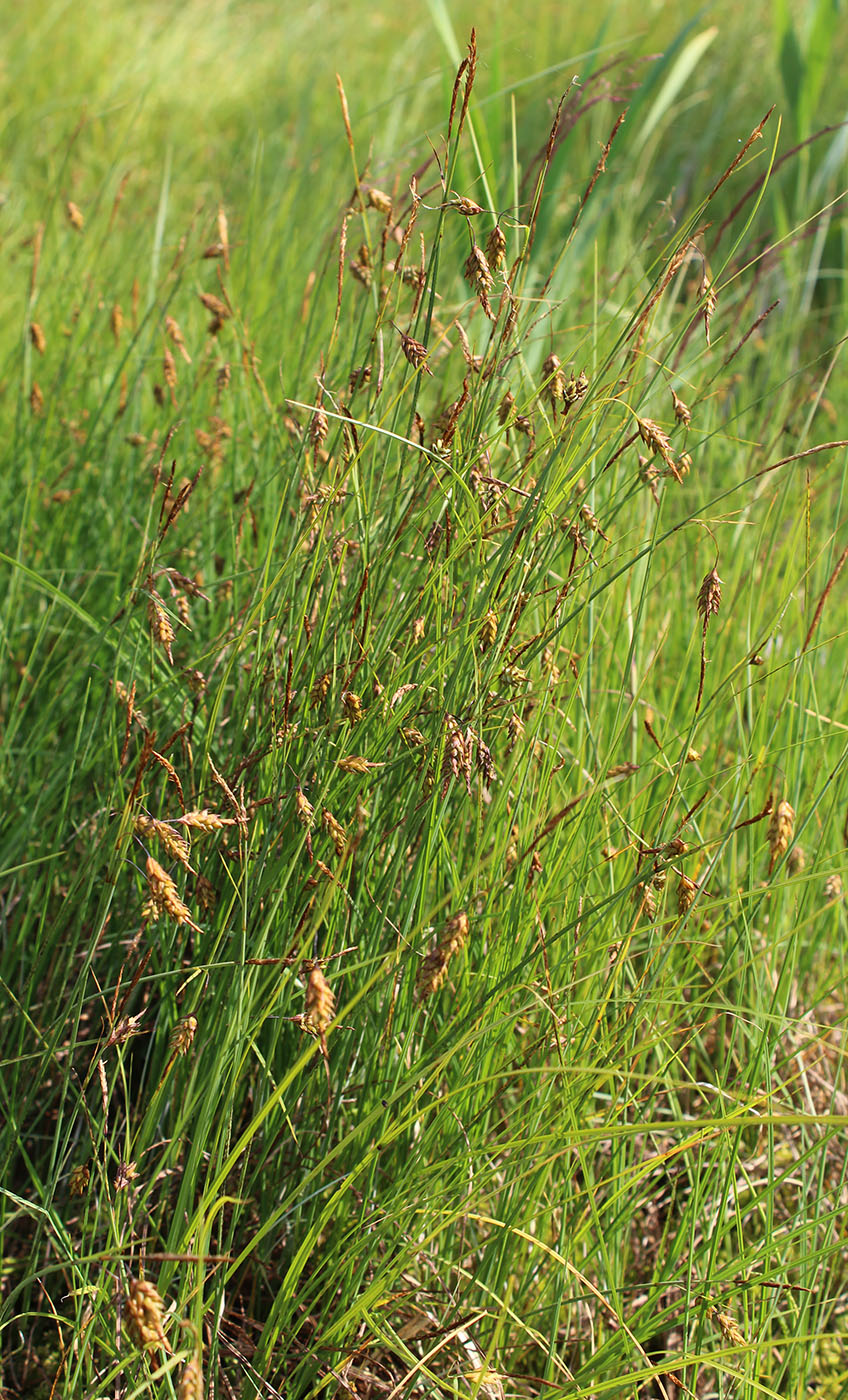 Изображение особи Carex limosa.