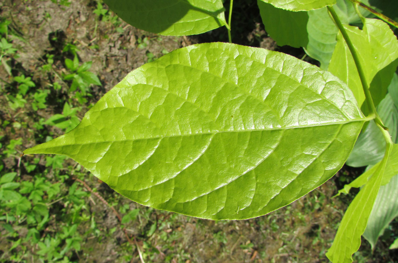 Image of Calycanthus chinensis specimen.