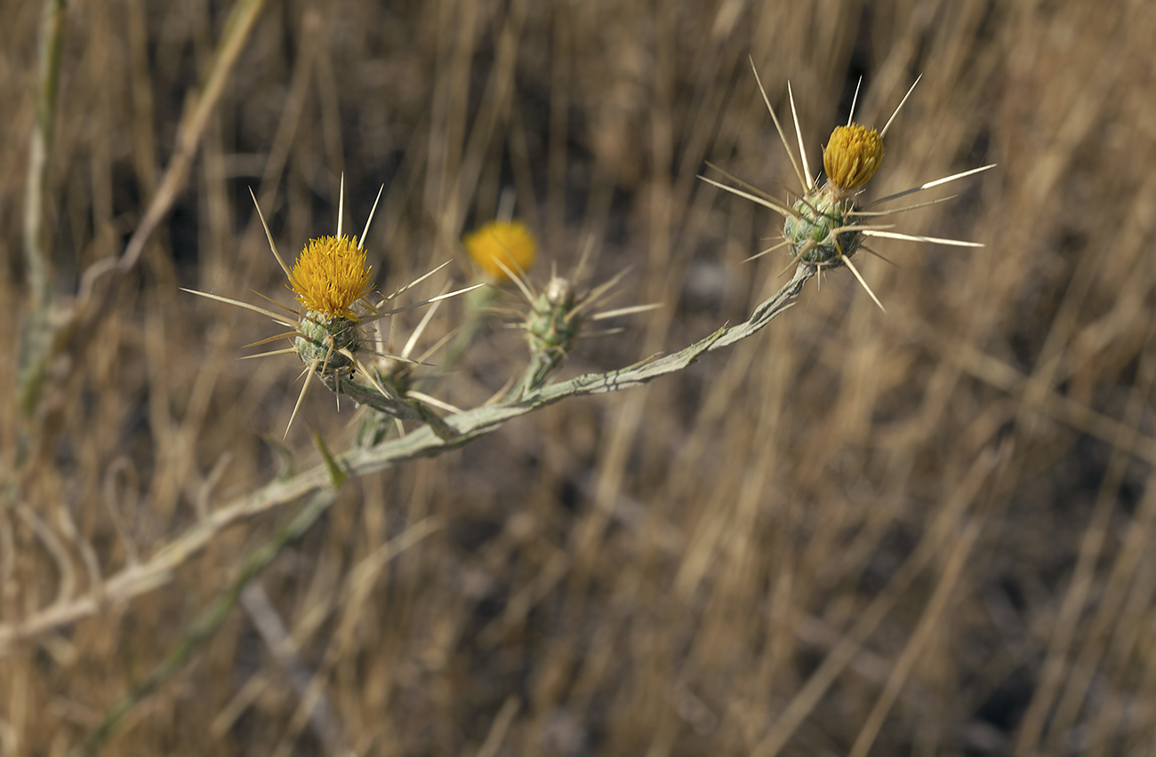 Image of Centaurea solstitialis specimen.