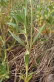 Helianthemum georgicum