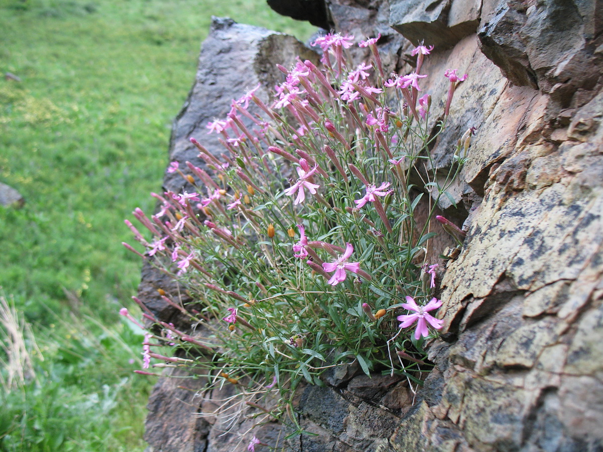 Image of Silene guntensis specimen.