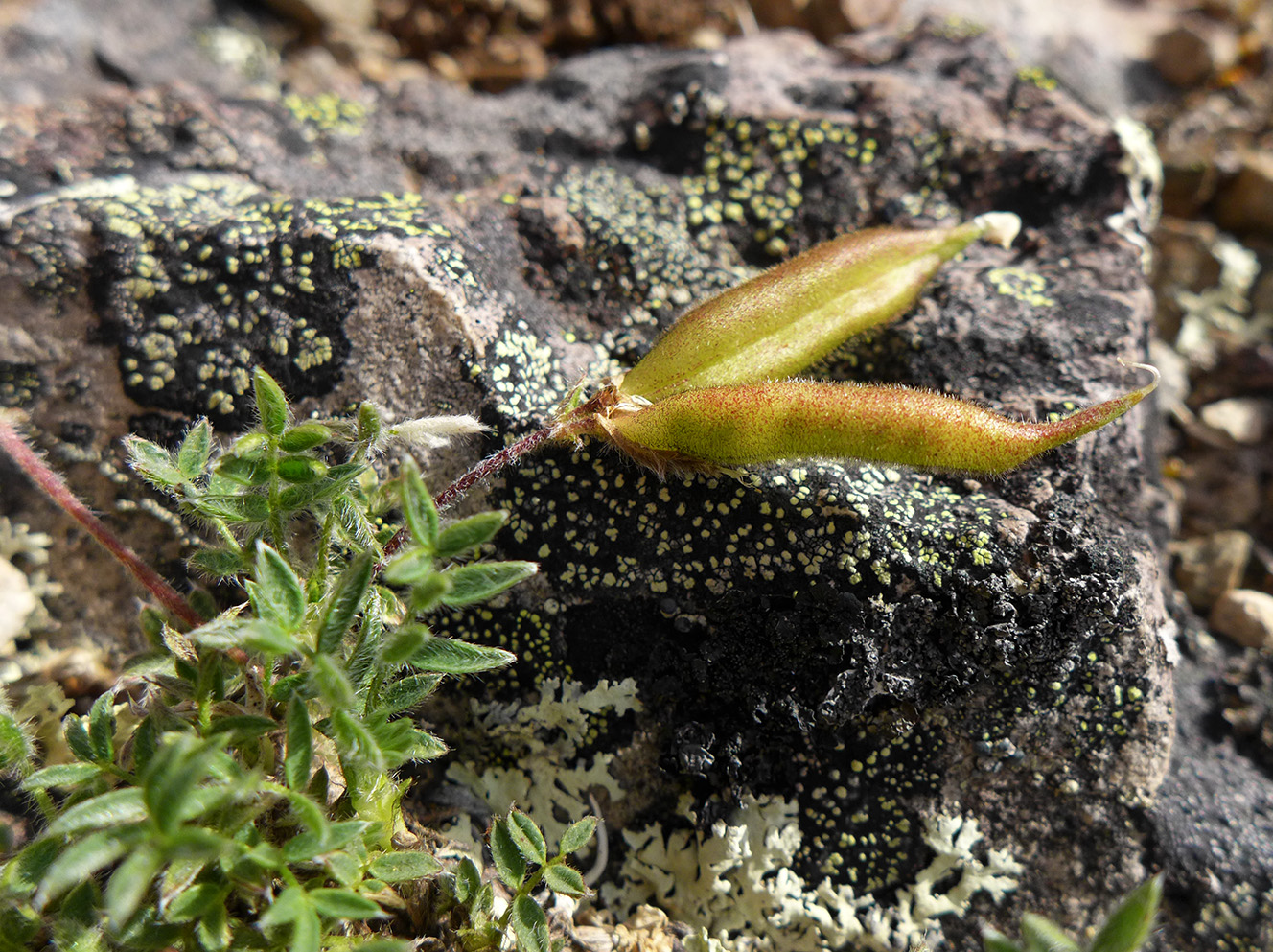 Изображение особи Oxytropis czukotica.