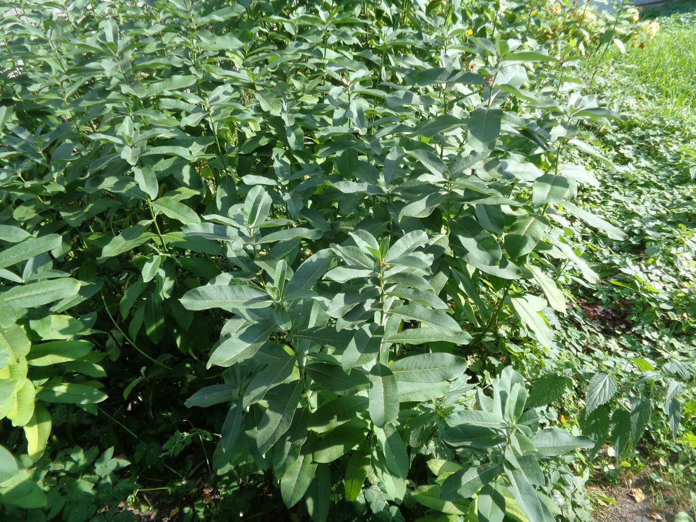 Image of Asclepias syriaca specimen.