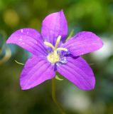 род Campanula