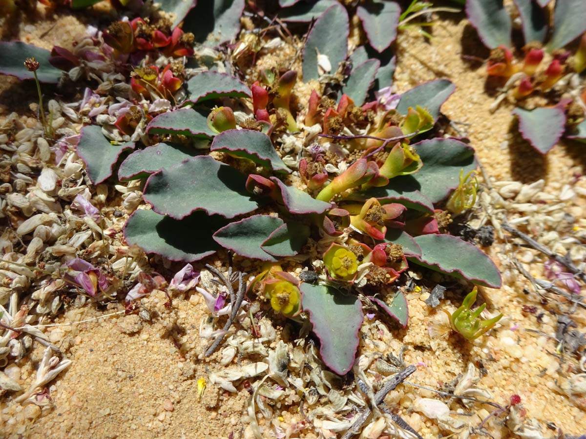 Image of Euphorbia tuberosa specimen.