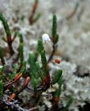 Cassiope tetragona. Верхушка побега с цветком. Мурманская обл., Хибины, северный склон г. Куэльпорр, ≈ 600 м н.у.м., лишайниковая тундра. 05.08.2018.