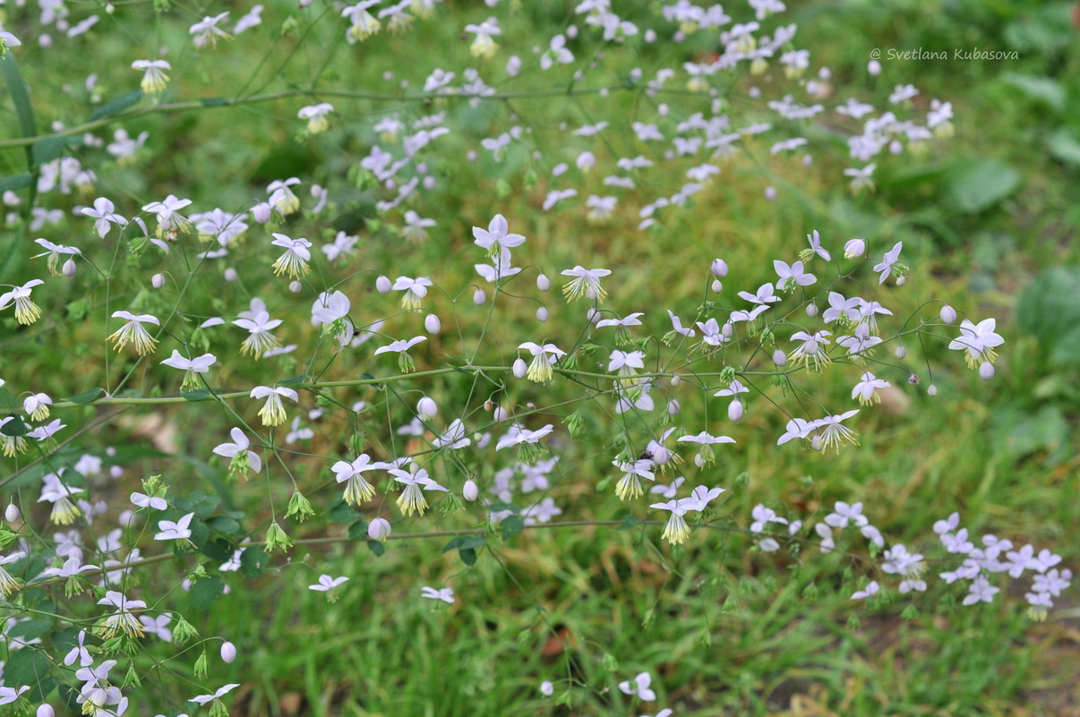 Изображение особи Thalictrum delavayi.