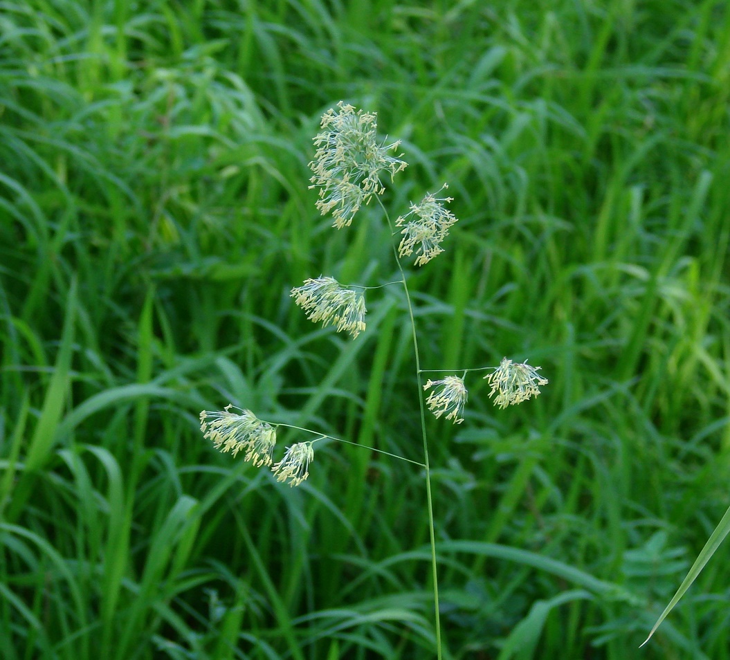 Изображение особи Dactylis glomerata.