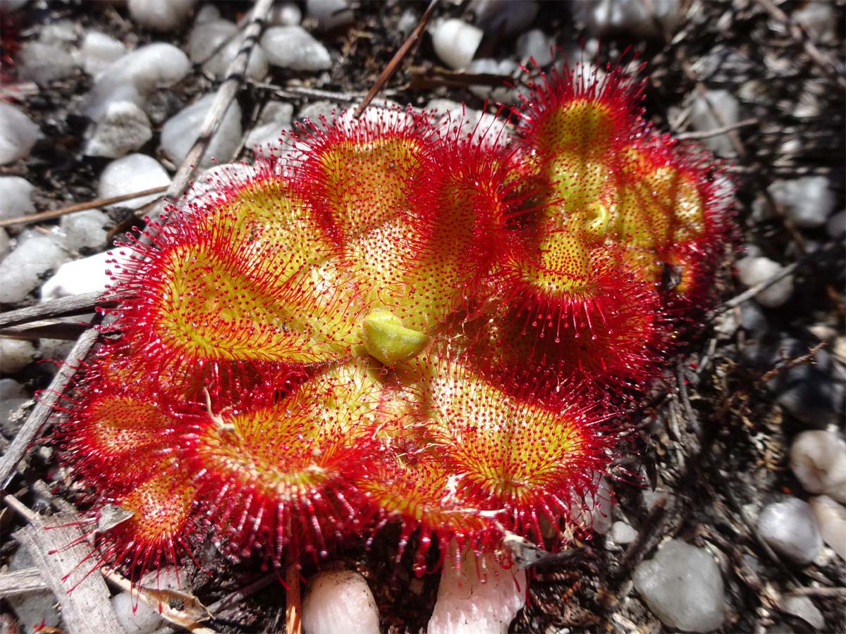 Изображение особи Drosera cuneifolia.