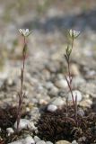 Minuartia hybrida. Цветущие растения. Крым, Севастополь, Сарандинакина балка. 12.04.2018.