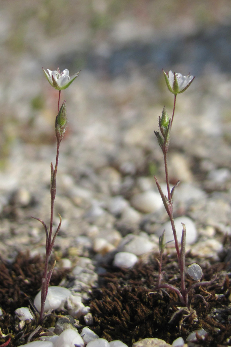 Изображение особи Minuartia hybrida.