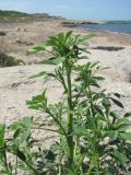genus Melilotus
