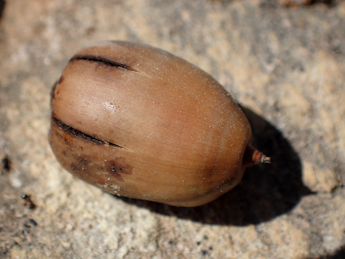 Изображение особи Quercus coccifera.